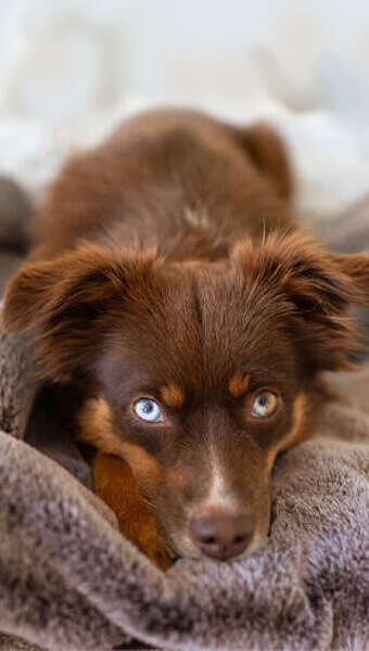 hund in kuscheldecke 340x600